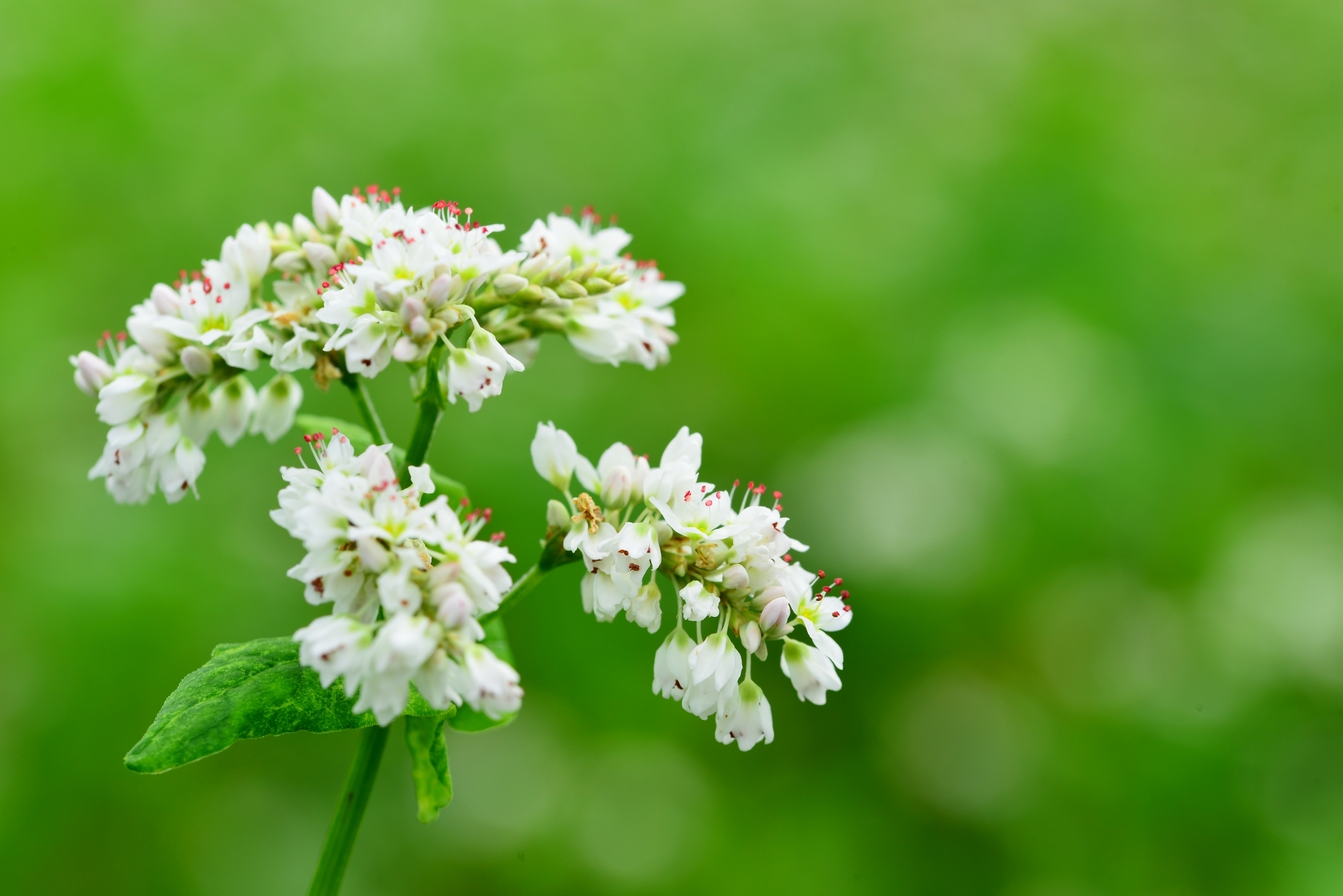 そばの花とは?その開花時期や花言葉をご紹介!赤い花が咲く品種もある?のイメージ