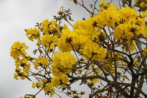 イペーとは？ブラジルの国花で、黄色い桜とも呼ばれる花の育て方を紹介！のイメージ