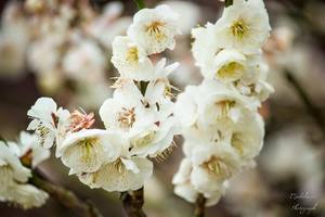 春に咲く白い花木12選！3月〜5月が旬な植物の名前や特徴をご紹介！