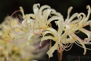 白い彼岸花って珍しい？花の色が白い理由と花言葉について詳しく紹介！