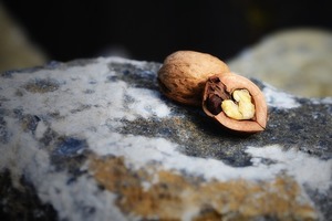 オニグルミとは？名前の由来から採取方法や割り方・食べ方までご紹介！