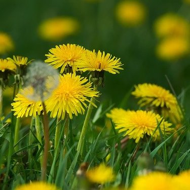カントウタンポポってどんなタンポポ？生息地は関東？他の品種違いは？