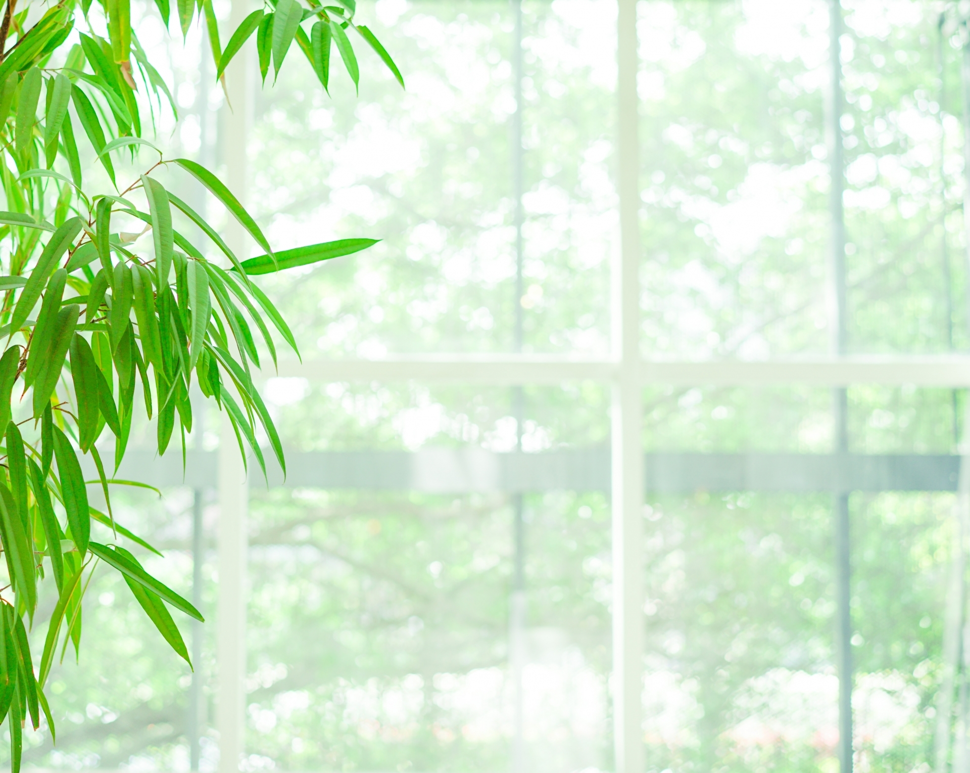 グリーンカーテンにできる植物10選!ヘチマやきゅうり以外のおすすめは?のイメージ