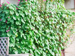 緑のカーテンの上手な作り方！夏に向けて初心者でも簡単にできる方法は？