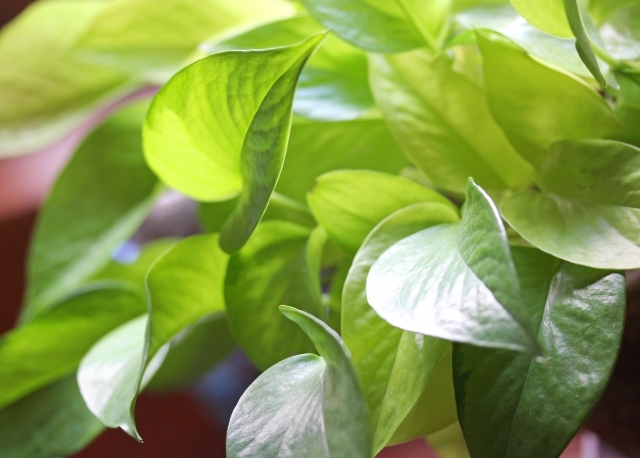 空気の清浄効果がある観葉植物5選！人気のサンスベリアなど詳しく紹介！のイメージ