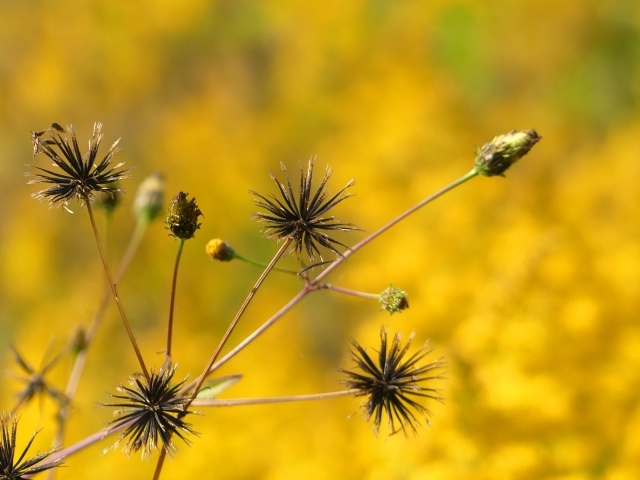 ひっつき虫とは?くっつき虫?植物?その正体と上手な取り方をご紹介!