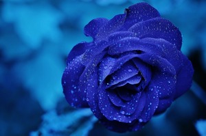 青いバラの花言葉とは？青いバラの歴史と開発秘話を紐解きながらご紹介！
