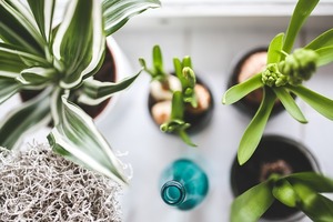 観葉植物の「レイアウト術5選」＆インテリアにおすすめの「植物5選」をご紹介！
