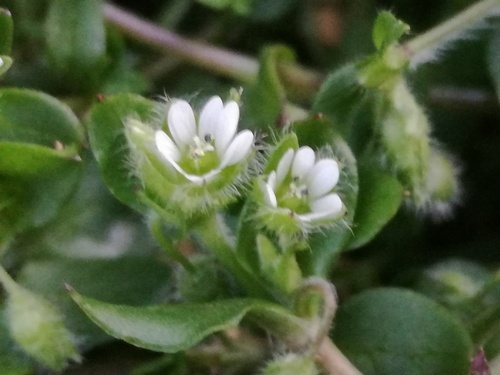 ハコベ(繁縷)とは?その特徴や種類・花言葉をご紹介!育てられる?