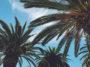 熱帯植物とは？代表的な品種と特徴をご紹介！自宅栽培でのオススメは？