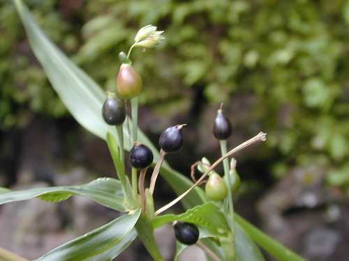 数珠玉とは?植物としての特徴や育て方を紹介!アクセサリーにもなる?