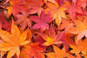 秋の植物10選！実りの秋・収穫の秋といわれる季節の代表的な植物は何？
