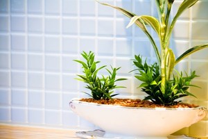 観葉植物のコバエ対策！発生を未然に防ぐ方法と退治方法をご紹介！