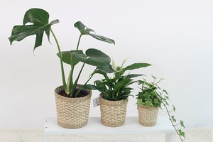 観葉植物18選！6つの目的別におすすめ植物をランキング形式でご紹介！