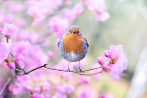 花の日本代表5選！「日本の花」と呼ぶに相応しい品種と花言葉をご紹介！