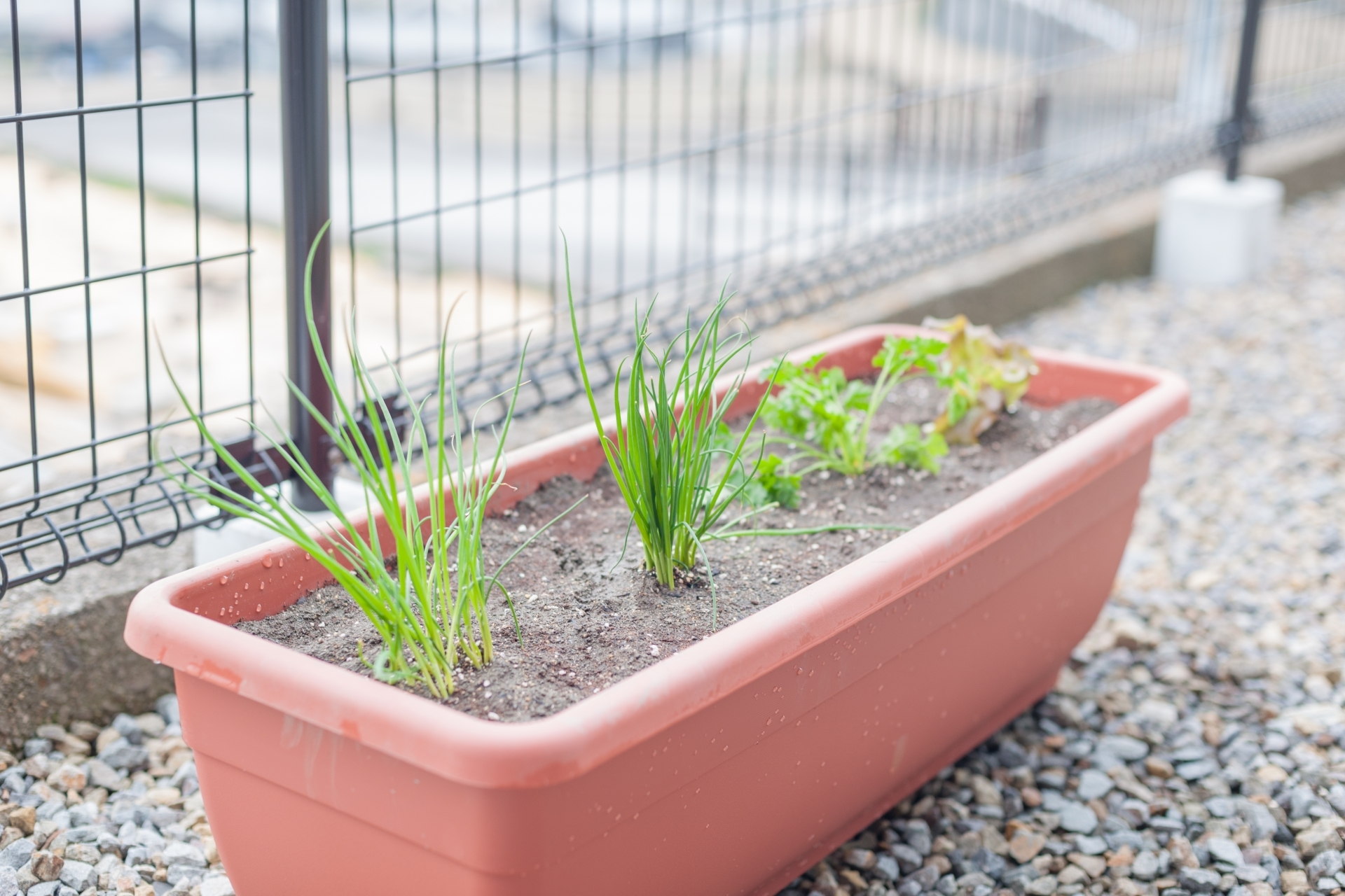 プランターで家庭菜園をつくろう！初心者向けにプランター栽培のコツを紹介！のイメージ