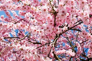 桜を挿し木で増やす方法！適切な時期・方法を知り成功率を上げよう！