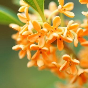 金木犀の開花時期はいつ？見頃の季節や観光名所なども紹介！