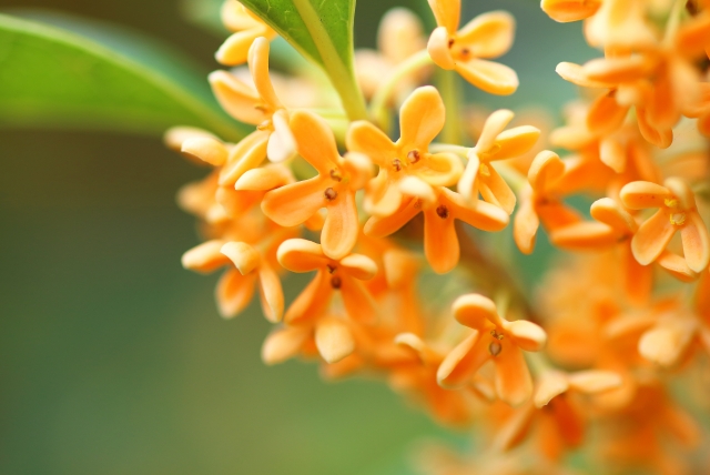 金木犀の開花時期はいつ?見頃の季節や観光名所なども紹介!のイメージ