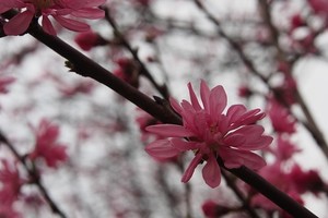 菊桃とは？その特徴や花言葉・育て方をご紹介！剪定や挿し木のコツは？