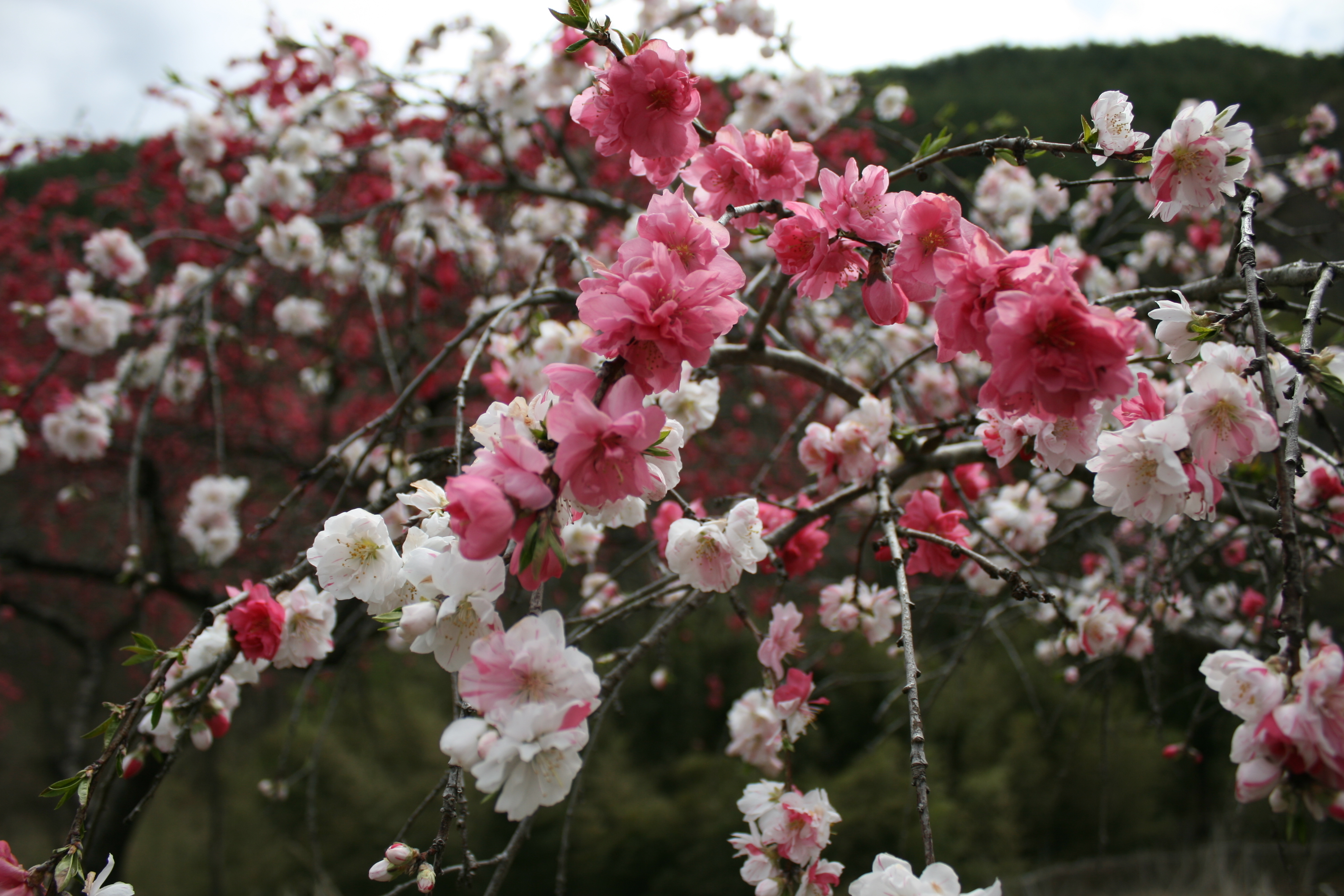 源平桃とは？見頃の季節や観光名所をご紹介！鉢植えでも育てられる？