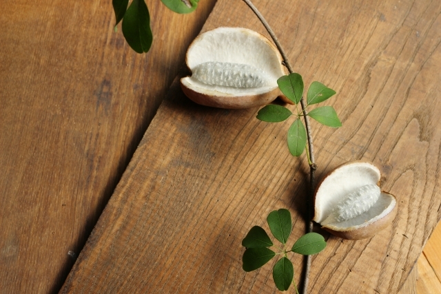 アケビとは？その特徴や花言葉を紹介！開花時期や見頃の季節はいつ？のイメージ