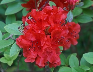 キリシマツツジとは？真っ赤に染まる花の特徴や管理・栽培方法を紹介！