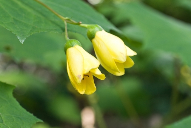 キレンゲショウマとは?その特徴や見頃時期をご紹介!人気の観光地は?