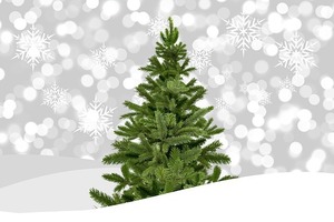 クリスマスツリーって何の木？ツリーに使われる木の種類と名前を一覧でご紹介！