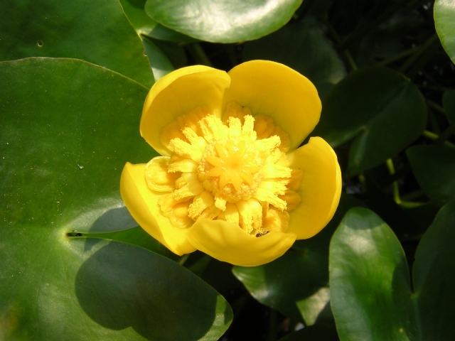 コウホネ(河骨)はどんな水生植物?その特徴や種類・花言葉をご紹介!のイメージ