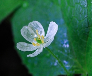 サンカヨウとは？花言葉や雨で透明になる理由を紹介！見頃時期はいつ？