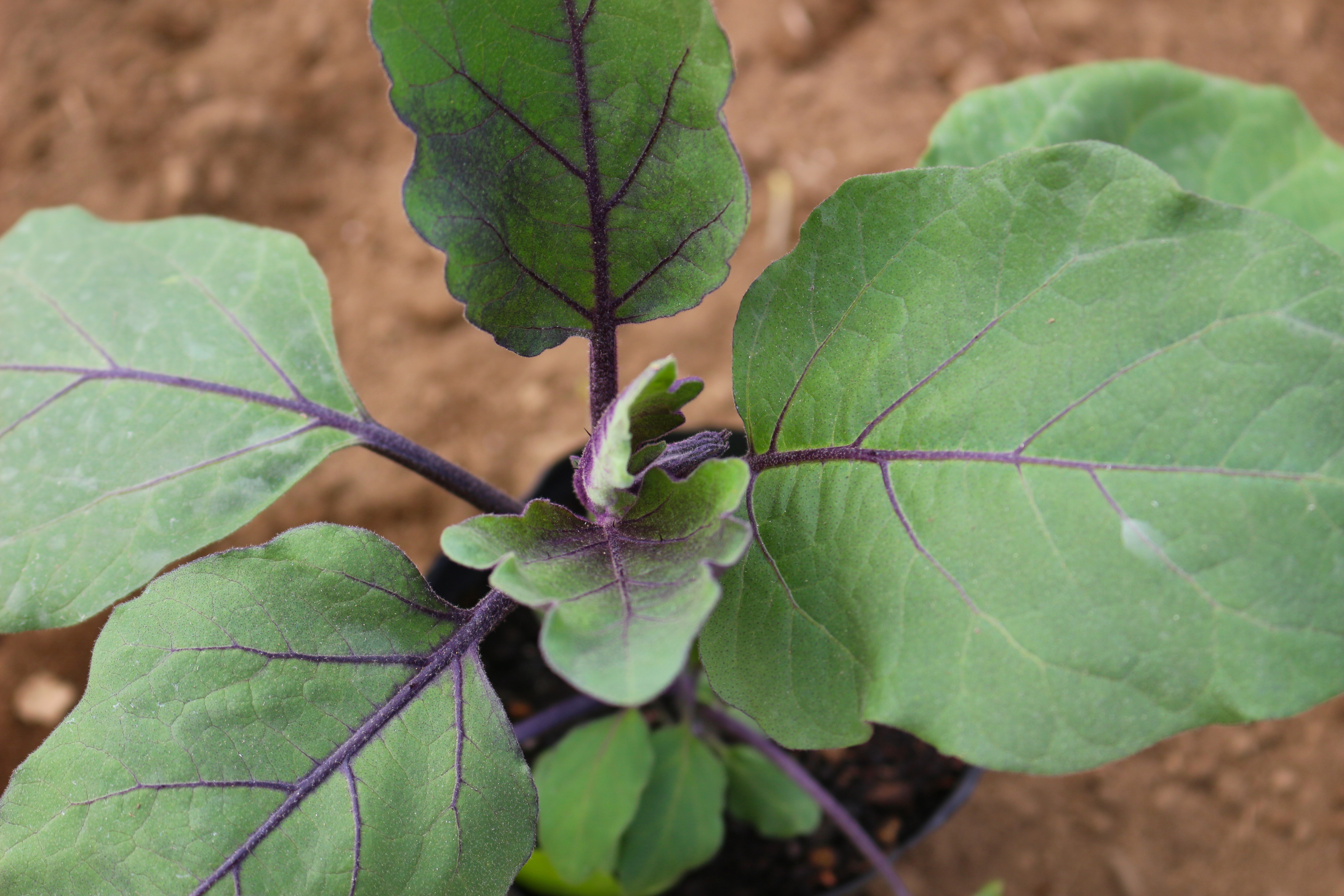 ナスの花とは?その特徴や花言葉・育て方をご紹介!花が落ちる理由は?のイメージ