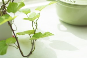 ディスキディアの育て方！ハートの葉を枯らさないための上手な管理方法とは？