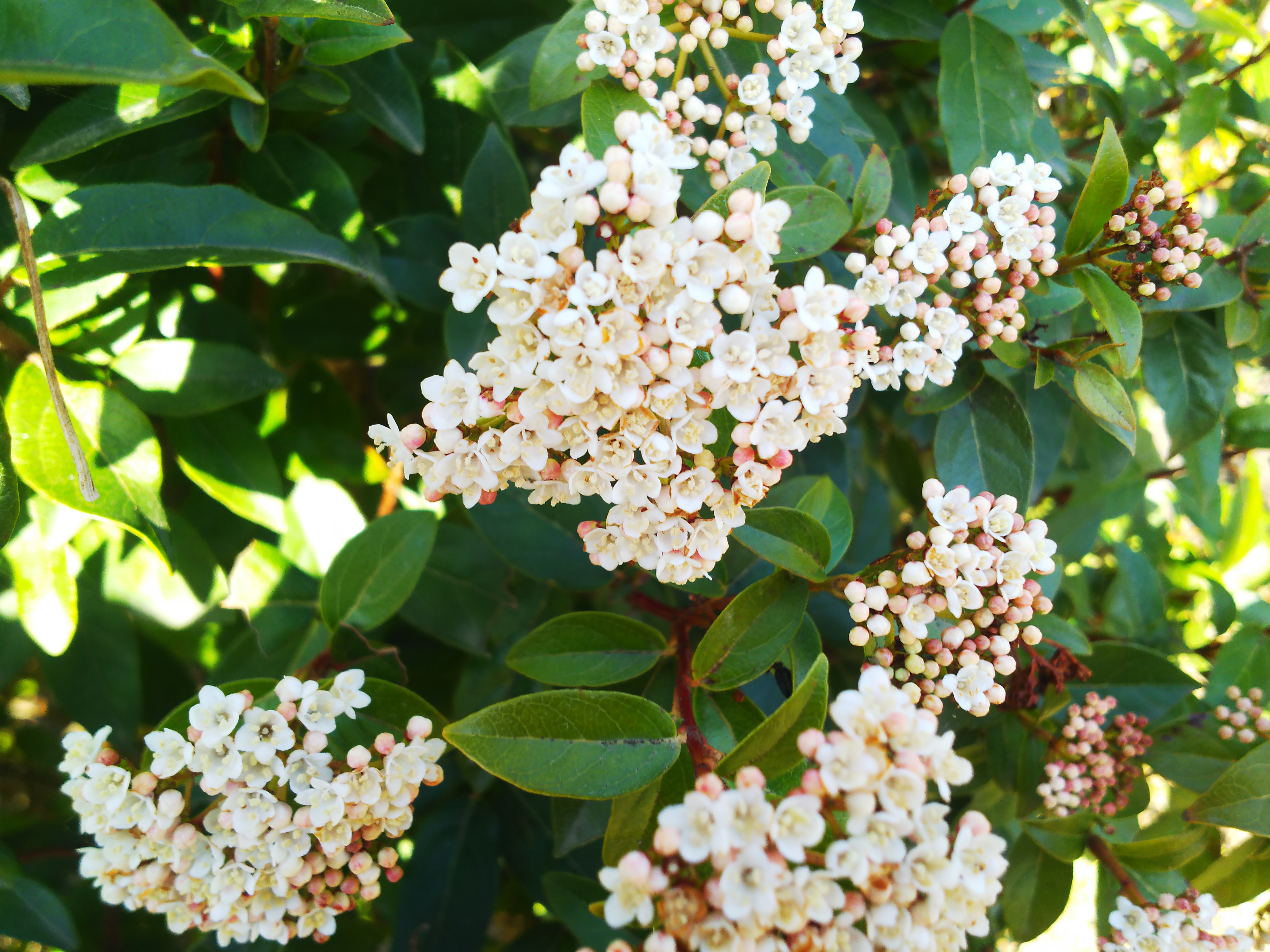 ビバーナム・ティヌスの育て方！剪定・挿し木の方法から害虫対策まで解説！