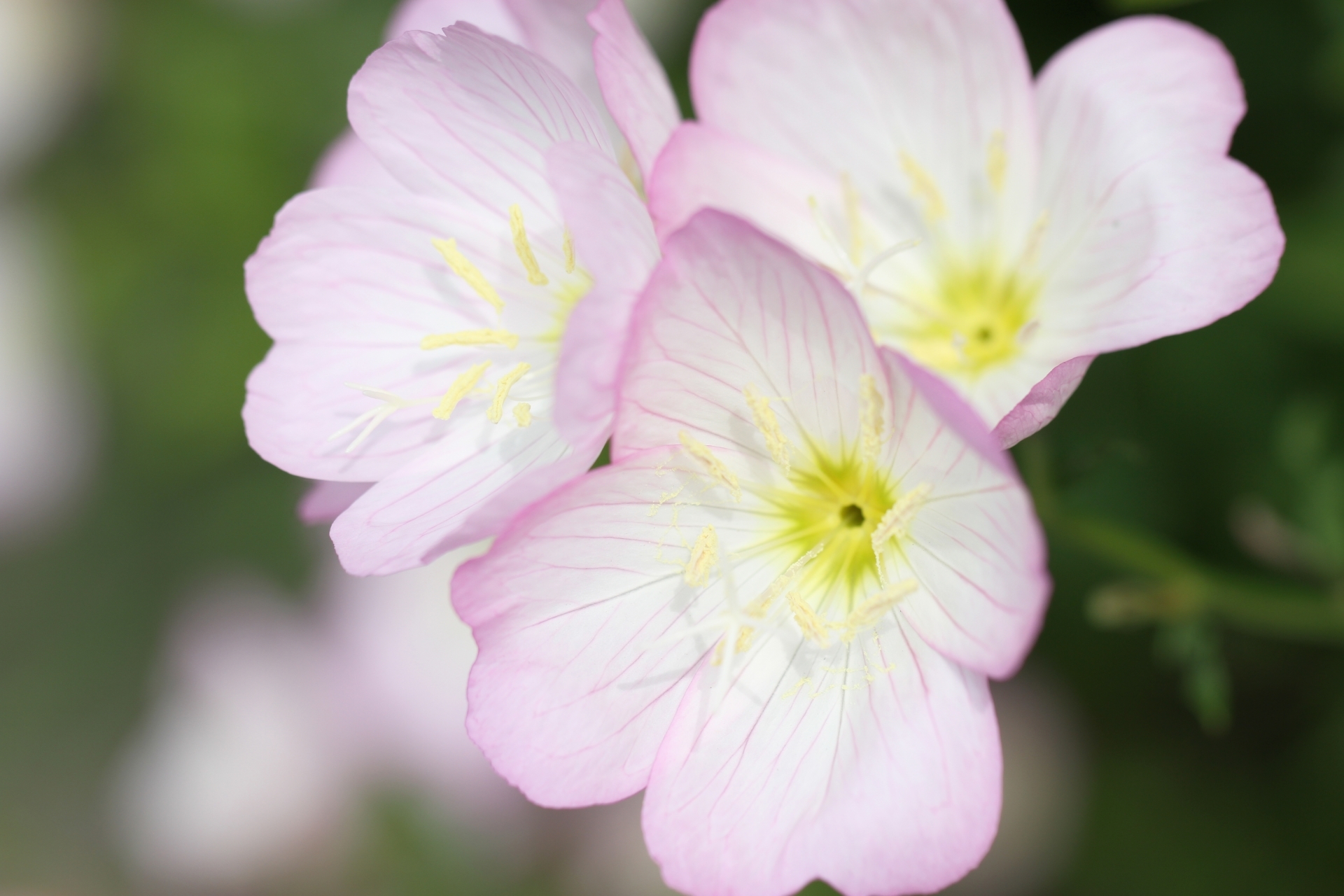 ヒルザキツキミソウの特徴と育て方!ツキミソウとの違いを含めて紹介!のイメージ