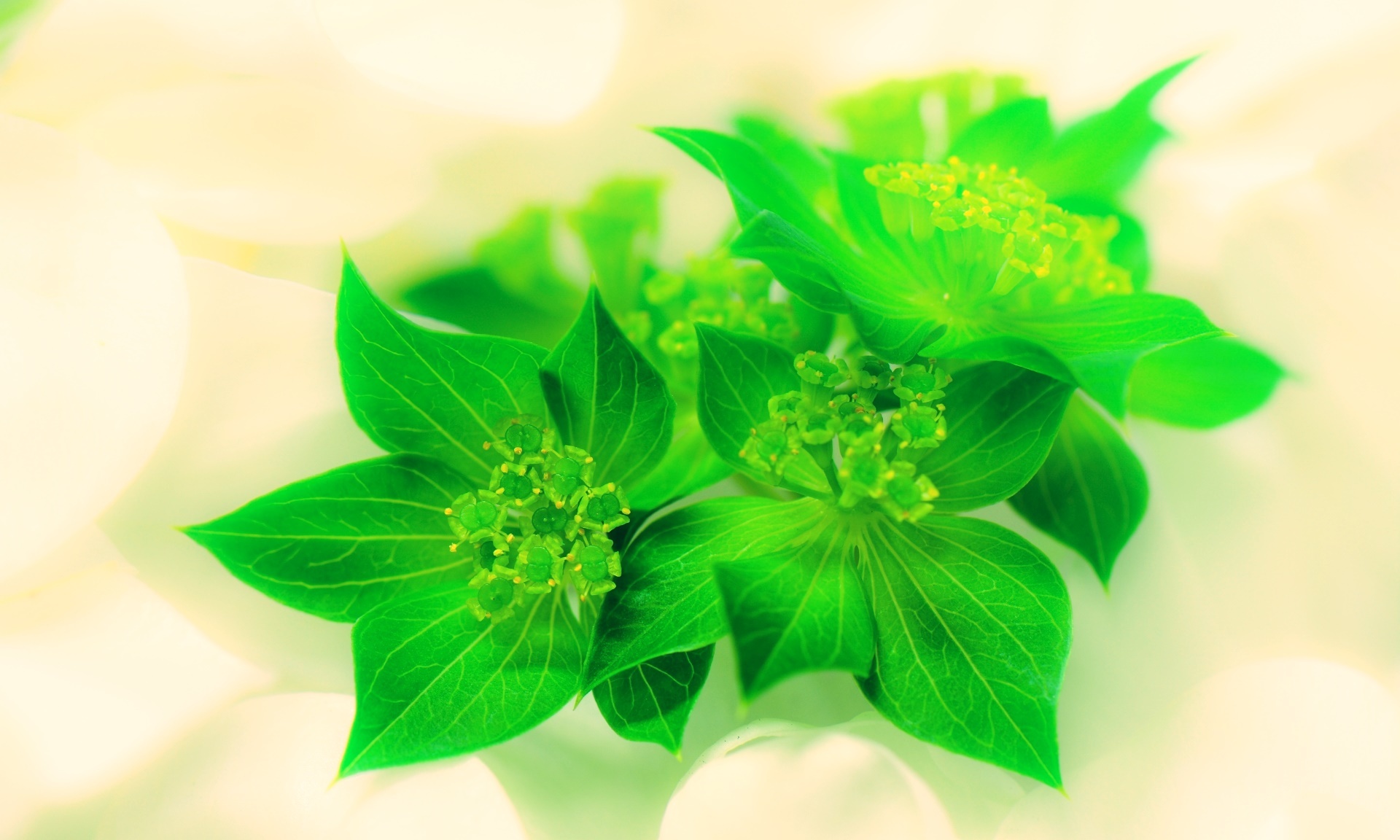 ブプレリウムの育て方!切り花や花束へのアレンジメント方法もご紹介!