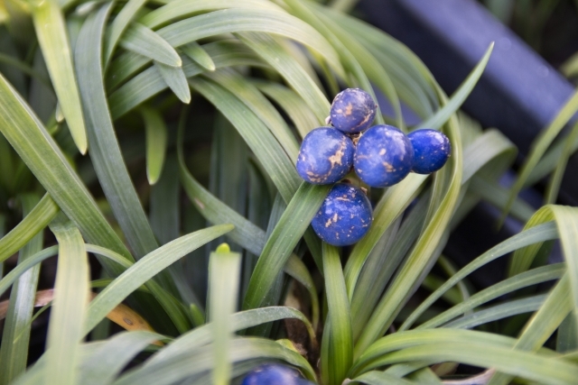 タマリュウの育て方!植えつけのコツや、枯らさず上手に増やす方法とは?のイメージ