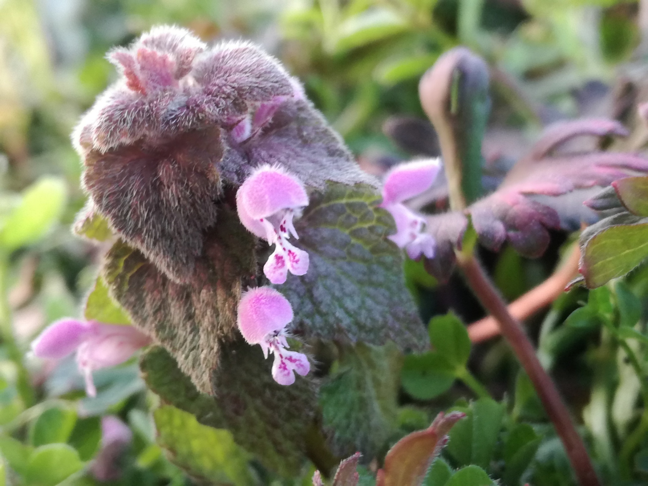 ヒメオドリコソウとは?特徴やホトケノザとの違いを紹介!食べられる?
