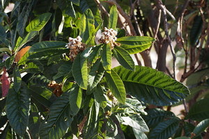ビワの木とは？特徴や育て方を紹介！縁起が悪いとの言い伝えはホント？