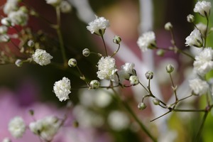 かすみ草（カスミソウ）の花言葉は？種類や色別にそれぞれ詳しくご紹介！