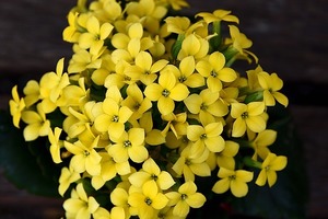 カランコエの育て方！植え替え・切り戻しの適切な時期と方法をご紹介！