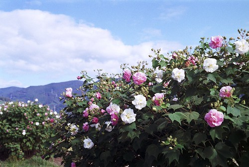 スイフヨウとは?その種類や花言葉をご紹介!花の色が変化する理由は?