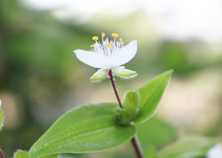 ブライダルベールの育て方！水やり・冬越し・増やし方など詳しく解説！