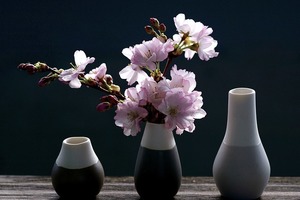 桜を鉢植えで育てる方法とは？おすすめの品種と管理のコツをご紹介！