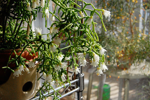 リプサリスの育て方！季節ごとの管理方法と上手な増やし方をご紹介！