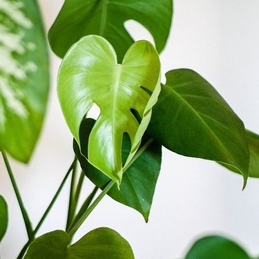 木の観葉植物21選！室内に飾るインテリアとして人気な品種をご紹介