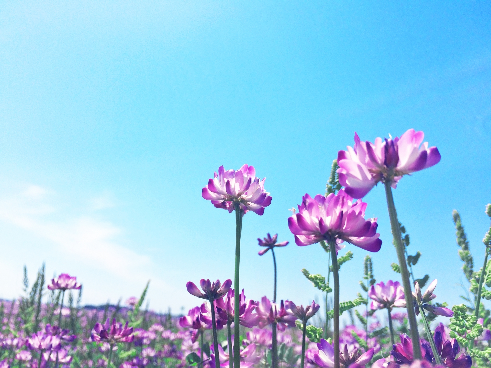 蓮華の花とは?その特徴や花言葉を紹介!開花時期や見頃の季節はいつ?