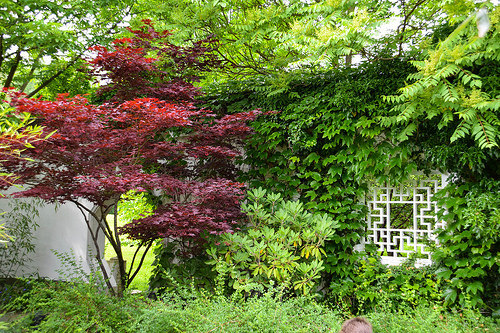 目隠し用の庭木の選び方!植える前に必ず把握しておくべき9つのことのイメージ