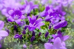 ツリガネソウとは？その特徴や花言葉・栽培方法をご紹介！開花時期は？