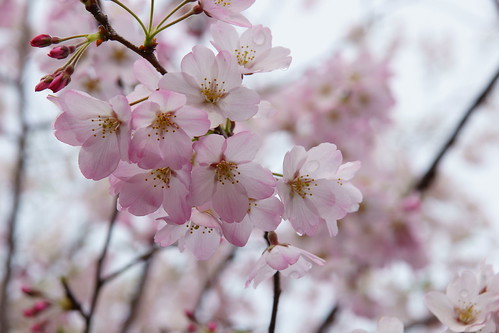 ジンダイアケボノとは?ソメイヨシノの後継種とされる桜の概要をご紹介!のイメージ